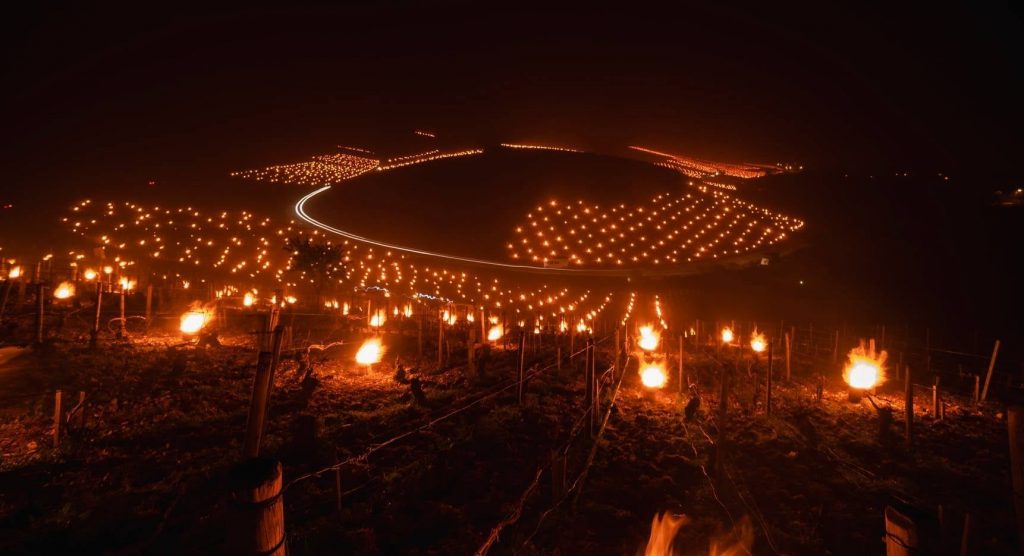 Chablis in inverno