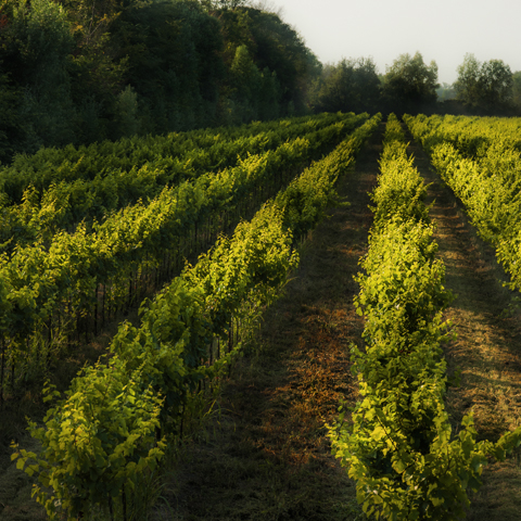 Tenuta Civranetta – Fidora